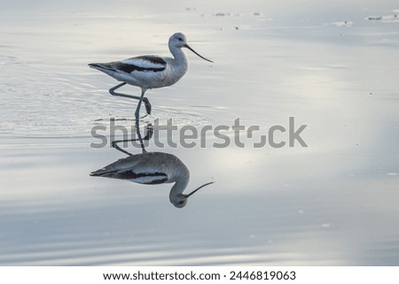 American Avocet walking in pond with reflection