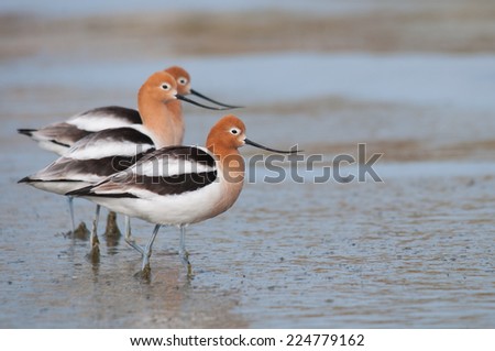 American Avocets
