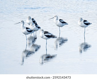 American avocets standing in reflection 
