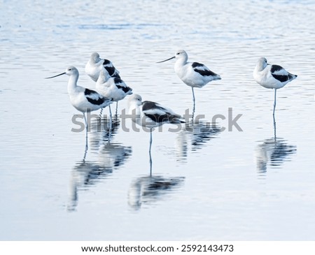 American avocets standing in reflection 