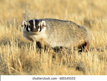 American Badger