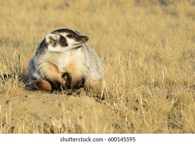 American Badger