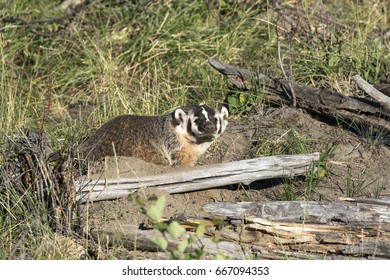 American badger next to burrow with dead trees and grass - Shutterstock ID 667094353