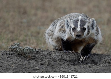 American Badger On The Hunt In Grasslands National Park