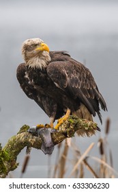 American Bald Eagle