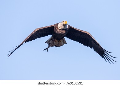 American Bald Eagle