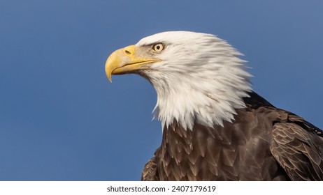 American Bald Eagle activity around the Potomac River - Powered by Shutterstock