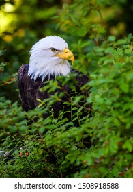 American Bald Eagle close up