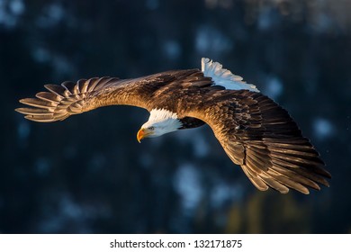 american bald eagle diving in flight against forested alaska mountain