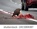 American Bald Eagle eating roadkill deer