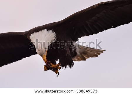 american bald eagle feeding on fish while in flight