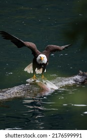 American Bald Eagle Fishing in a Lake