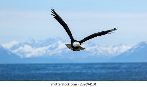 American Bald Eagle flies above the sea 