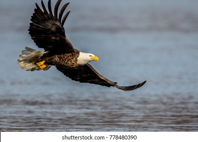 American Bald Eagle Flight Stock Photo 778480390 | Shutterstock