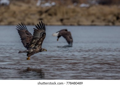 American Bald Eagle in Flight 