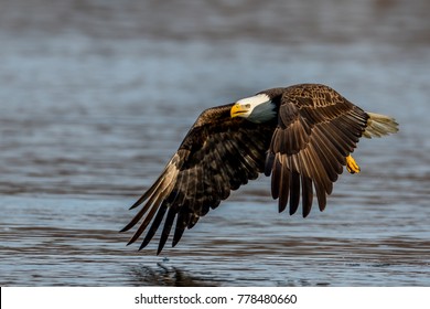 American Bald Eagle in Flight 