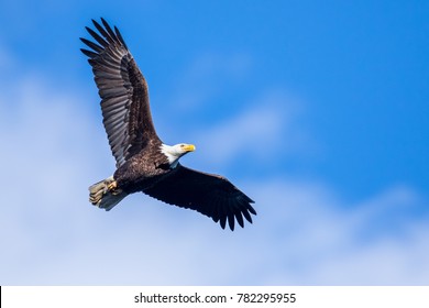 American Bald Eagle in Flight 