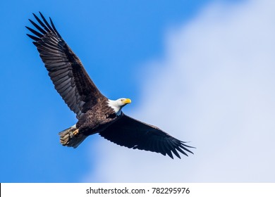 American Bald Eagle In Flight 