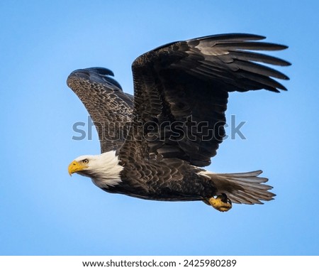 American Bald Eagle in flight