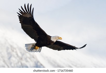 american bald eagle in flight against snowy alaskan kenai mountains