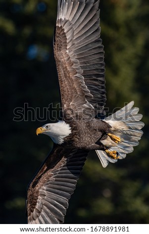 american bald eagle in flight against natural forested background, with wings extended and lots of feather detail