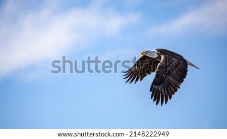 american bald eagle in flight against blue alaska sky with a few clouds