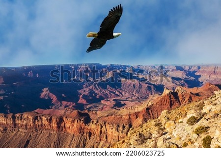 American bald eagle in flight against Grand Canyon in Arizona, USA