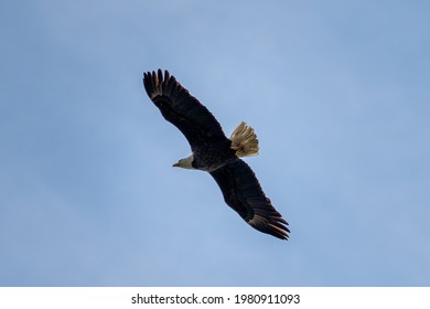 American Bald Eagle In Flight From Below