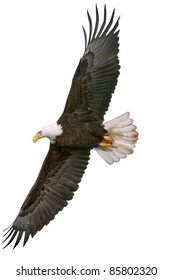 american bald eagle in flight, cutout onto white background