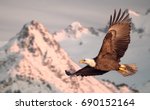 American bald eagle in flight illustrated over snow-covered mountain in Alaska
