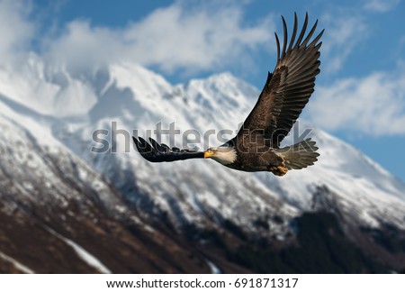 American bald eagle in flight illustrated over snow-covered mountain in Alaska's Kenai mountains, high resolution capture