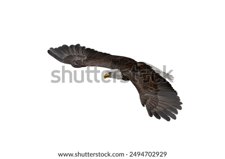  american bald eagle in flight isolated on white background