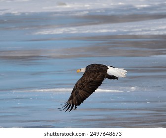 American Bald Eagle in Flight on a Cold Winter day in Calgary, Alberta Canada.
