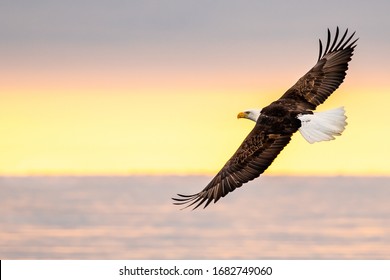 american bald eagle in flight over cook inlet in alaska with snowy mountains in distant background
