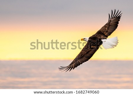 american bald eagle in flight over cook inlet in alaska with snowy mountains in distant background