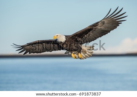 american bald eagle in flight over cook inlet against pale blue sky and with alaskan kenai mountains in background