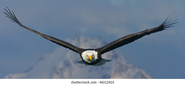 american bald eagle in flight superimposed against alaska mountain peak