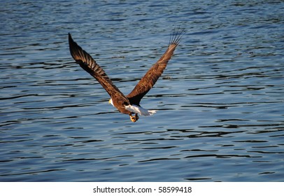 American Bald Eagle Flying Away