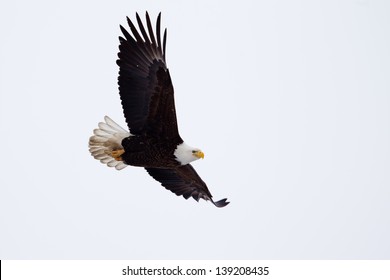American Bald Eagle flying close to the ground.