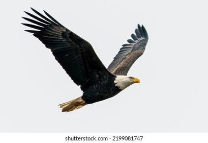 American Bald Eagle flying looking for its next meal 