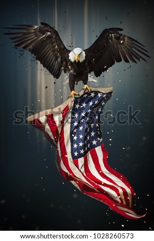 American Bald Eagle flying - symbol of america -with flag. United States of America patriotic symbols.