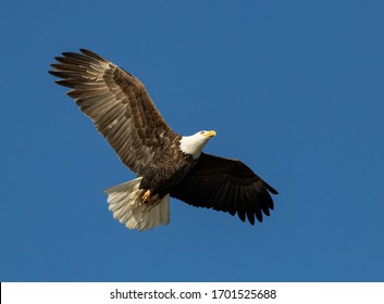 American Bald Eagle Flying With Wings Spread