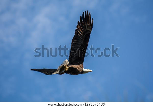 American Bald Eagle Flying Wings Spread Stock Photo 1295070433 ...