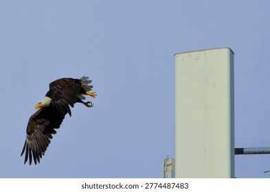 American Bald Eagle flys from nesting site on an urban Cell Tower - Arizona