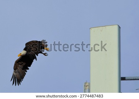 American Bald Eagle flys from nesting site on an urban Cell Tower - Arizona