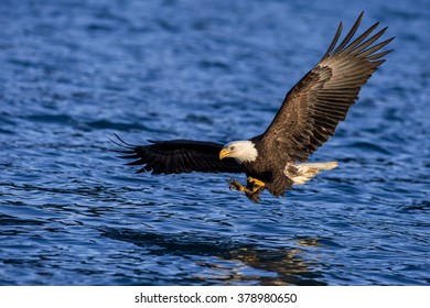 403 Eagle grabbing fish Images, Stock Photos & Vectors | Shutterstock