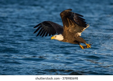 403 Eagle grabbing fish Images, Stock Photos & Vectors | Shutterstock