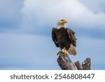 American Bald Eagle (Haliaeetus leucocephalus) sitting on a perch.
Ocean Shores, Washington.