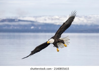 American bald eagle (Haliaeetus leucocephalus) in the Kachemak Bay area of the Kenia Peninsula Alaska USA
