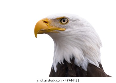 American Bald Eagle  - Haliaeetus Leucocephalus Isolated On A White Background